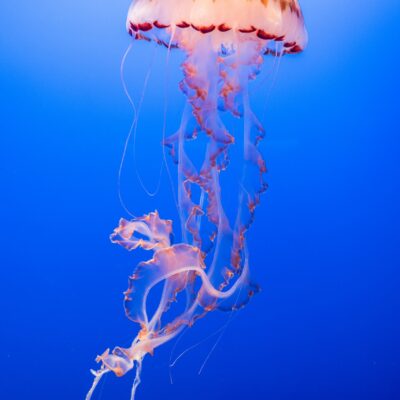 Blue Spectrum (14)