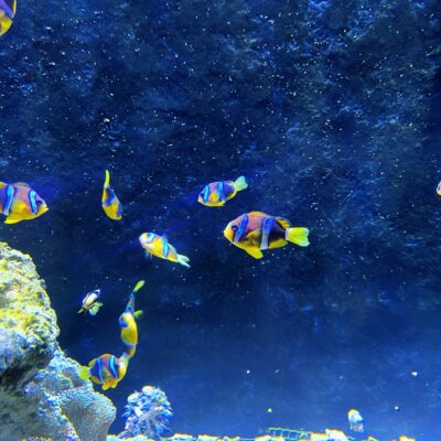 Blue Spectrum (5)